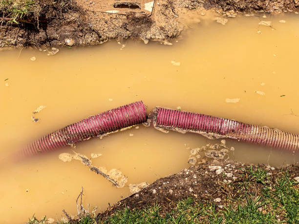 Best Flood damage cleanup  in East Quincy, CA